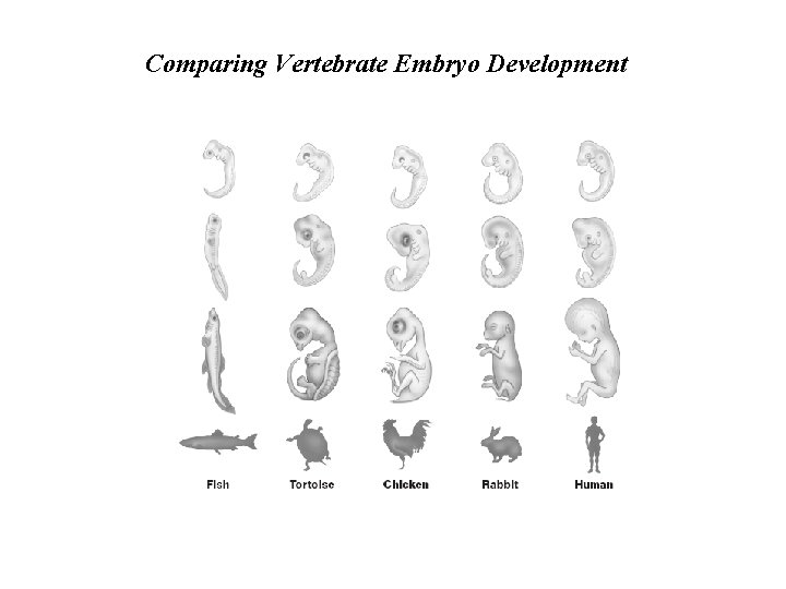 Comparing Vertebrate Embryo Development Comparing Vertebrate Embryo Development