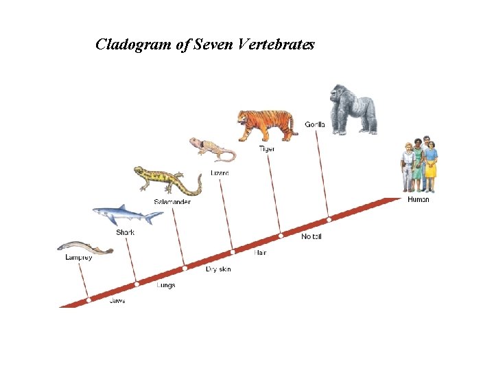 Cladogram of Seven Vertebrates Cladogram of Seven Vertebrates