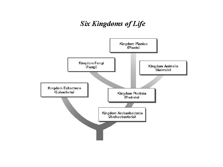 Six Kingdoms of Life 