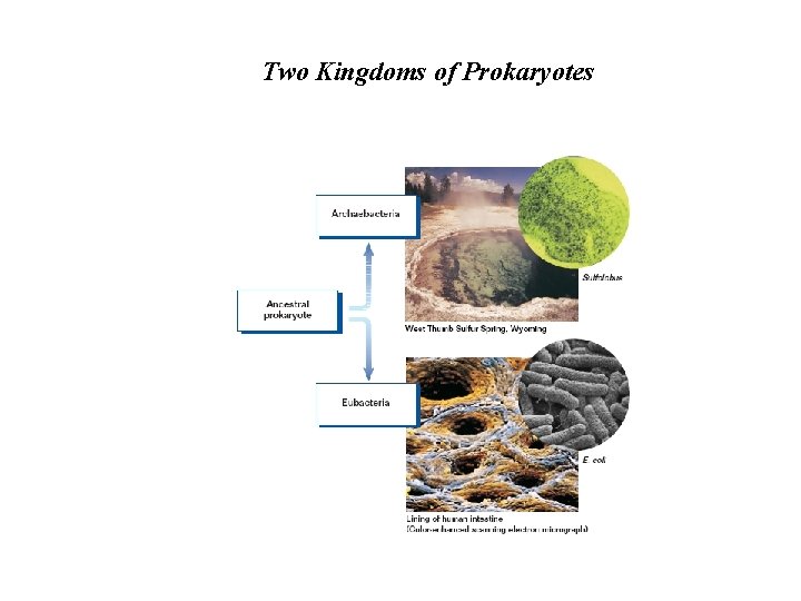 Two Kingdoms of Prokaryotes Two Kingdoms of Prokaryotes