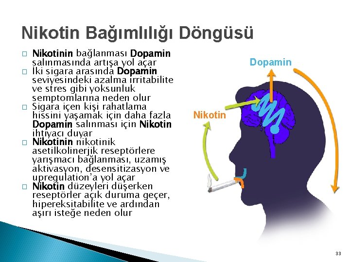 Nikotin Bağımlılığı Döngüsü � � � Nikotinin bağlanması Dopamin salınmasında artışa yol açar İki