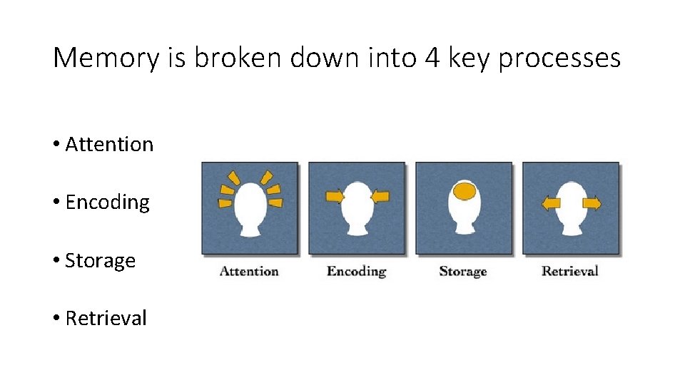 Memory is broken down into 4 key processes • Attention • Encoding • Storage
