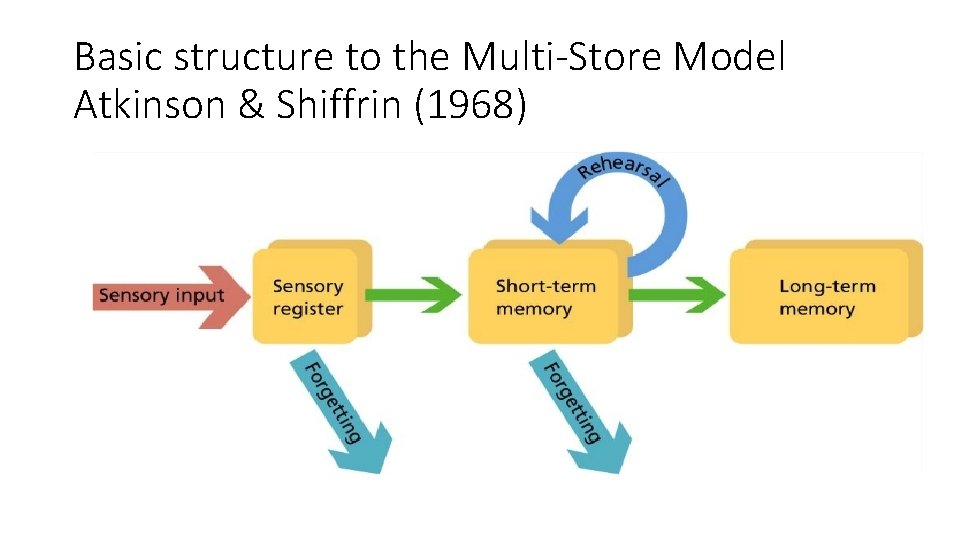 Basic structure to the Multi-Store Model Atkinson & Shiffrin (1968) 