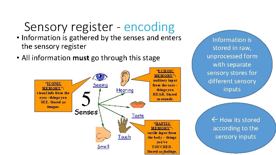 Sensory register - encoding • Information is gathered by the senses and enters the