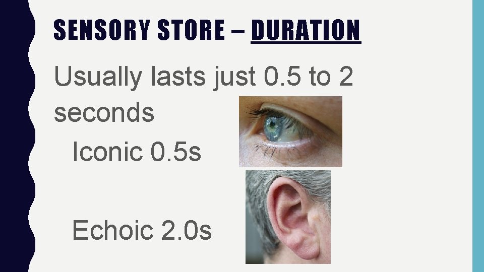SENSORY STORE – DURATION Usually lasts just 0. 5 to 2 seconds Iconic 0.