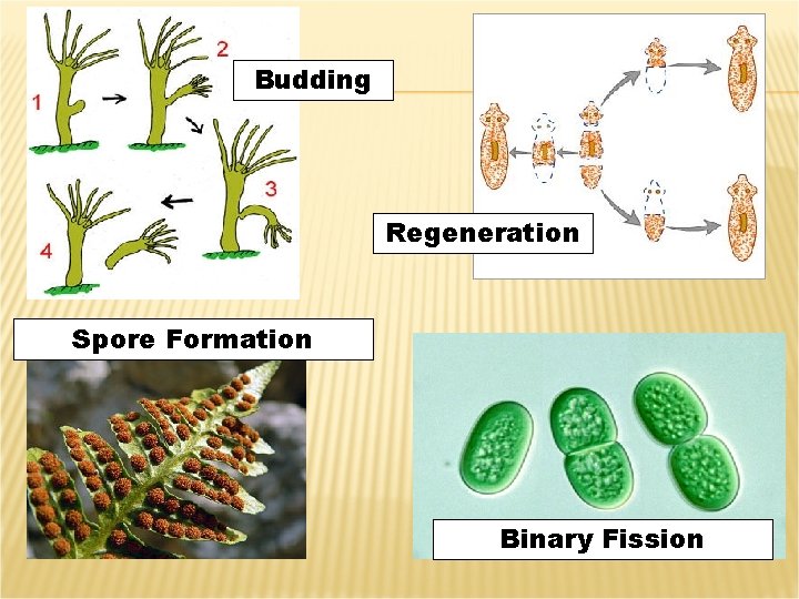 Budding Regeneration Spore Formation Binary Fission 