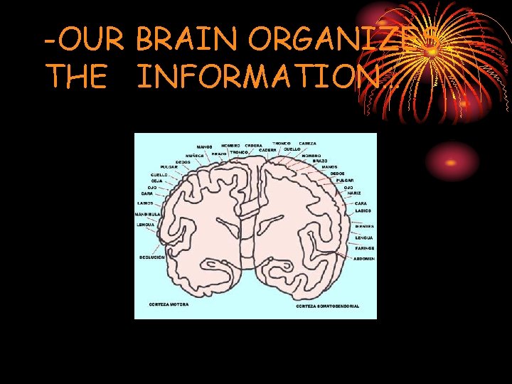 -OUR BRAIN ORGANIZES THE INFORMATION… 