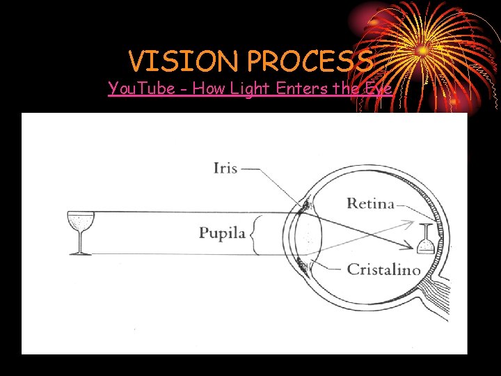 VISION PROCESS You. Tube - How Light Enters the Eye 