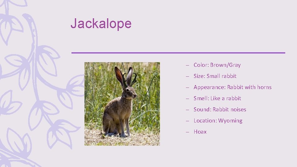 Jackalope – Color: Brown/Gray – Size: Small rabbit – Appearance: Rabbit with horns –