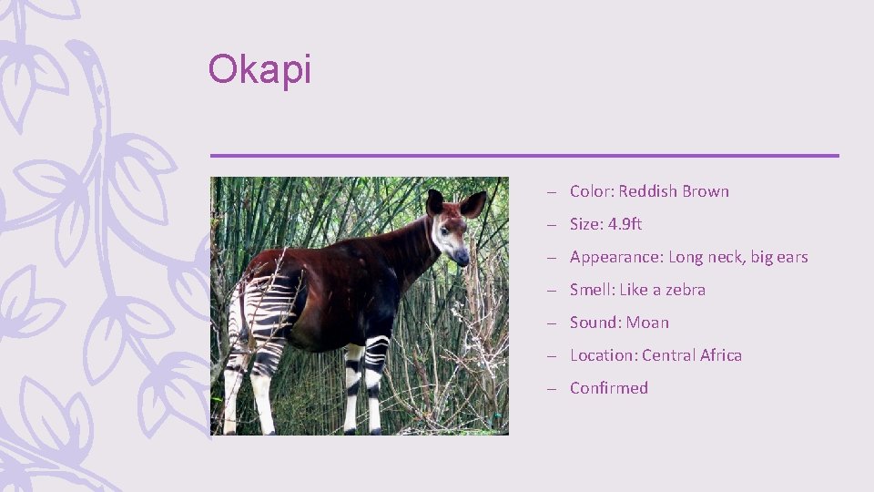 Okapi – Color: Reddish Brown – Size: 4. 9 ft – Appearance: Long neck,
