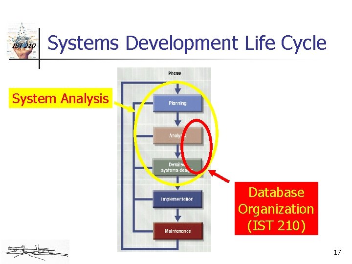 IST 210 Systems Development Life Cycle System Analysis Database Organization (IST 210) 17 