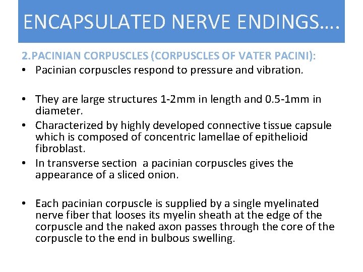 ENCAPSULATED NERVE ENDINGS…. 2. PACINIAN CORPUSCLES (CORPUSCLES OF VATER PACINI): • Pacinian corpuscles respond