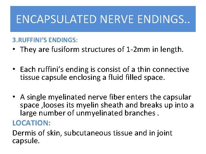 ENCAPSULATED NERVE ENDINGS. . 3. RUFFINI’S ENDINGS: • They are fusiform structures of 1