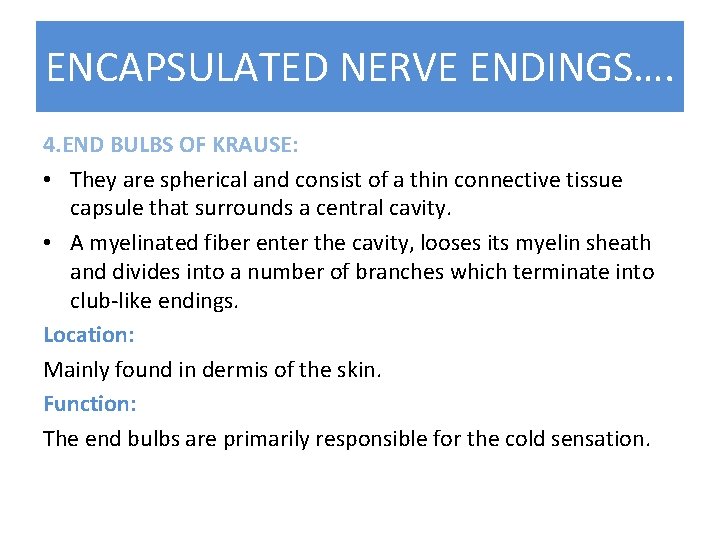 ENCAPSULATED NERVE ENDINGS…. 4. END BULBS OF KRAUSE: • They are spherical and consist