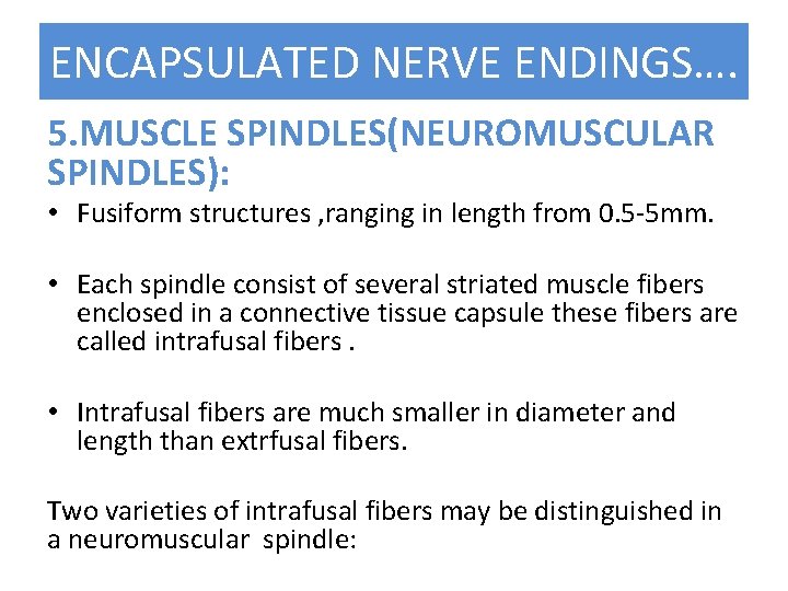 ENCAPSULATED NERVE ENDINGS…. 5. MUSCLE SPINDLES(NEUROMUSCULAR SPINDLES): • Fusiform structures , ranging in length