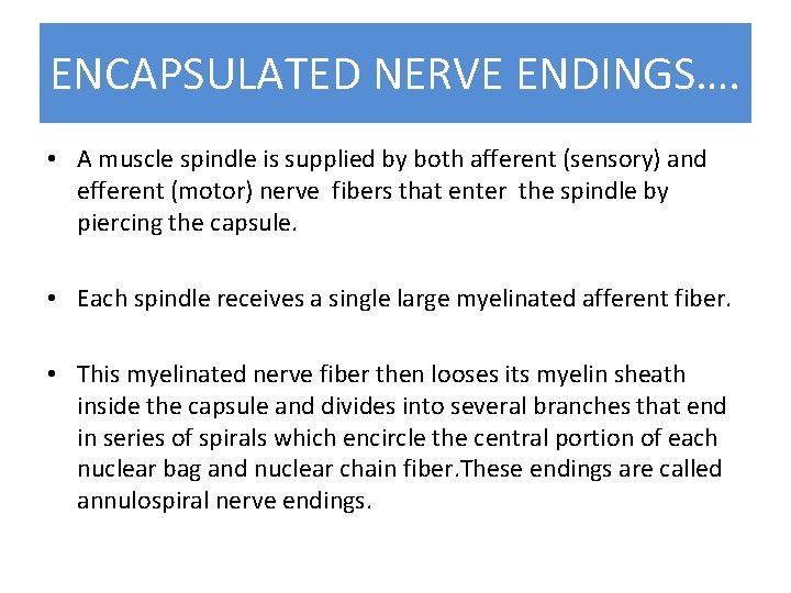 ENCAPSULATED NERVE ENDINGS…. • A muscle spindle is supplied by both afferent (sensory) and