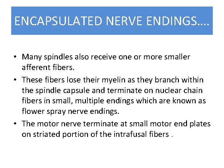 ENCAPSULATED NERVE ENDINGS…. • Many spindles also receive one or more smaller afferent fibers.