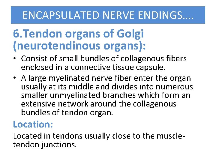 ENCAPSULATED NERVE ENDINGS…. 6. Tendon organs of Golgi (neurotendinous organs): • Consist of small