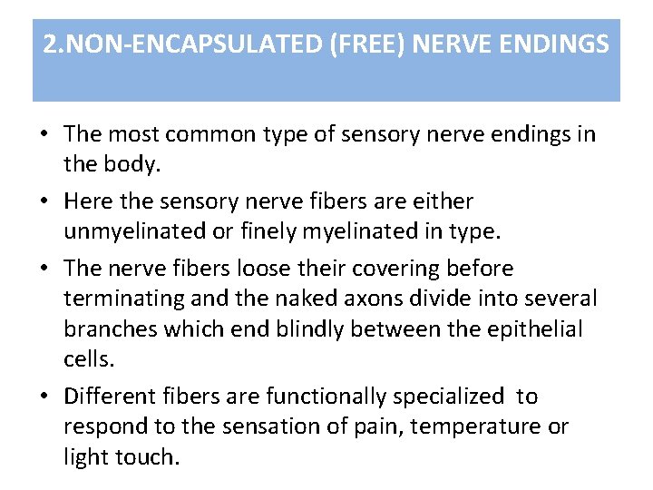 2. NON-ENCAPSULATED (FREE) NERVE ENDINGS • The most common type of sensory nerve endings