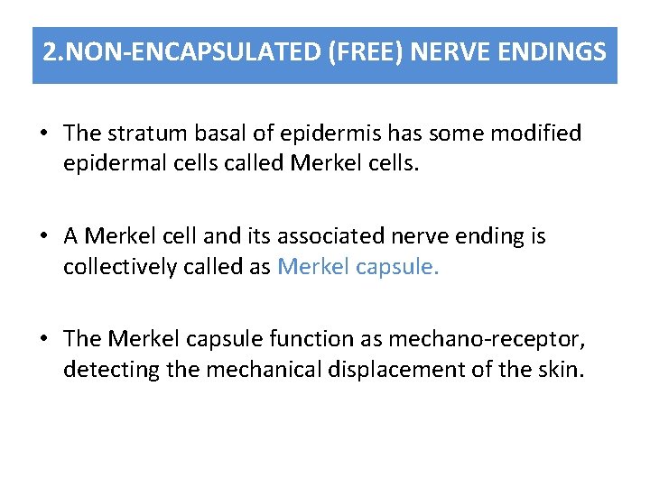 2. NON-ENCAPSULATED (FREE) NERVE ENDINGS • The stratum basal of epidermis has some modified