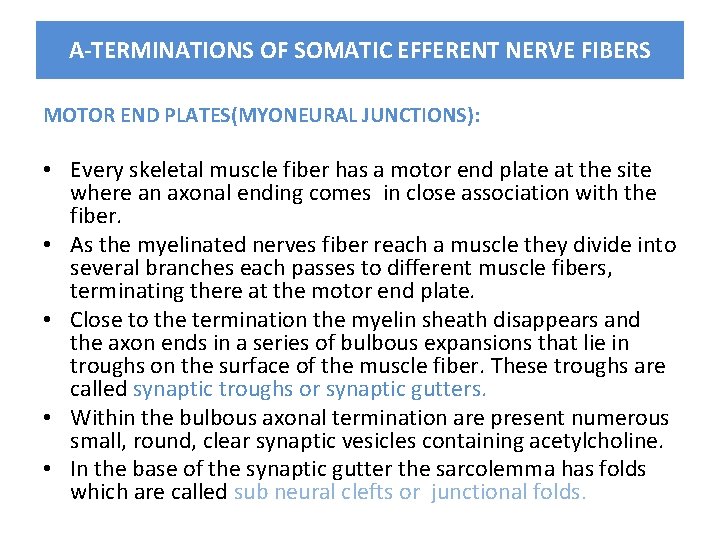 A-TERMINATIONS OF SOMATIC EFFERENT NERVE FIBERS MOTOR END PLATES(MYONEURAL JUNCTIONS): • Every skeletal muscle