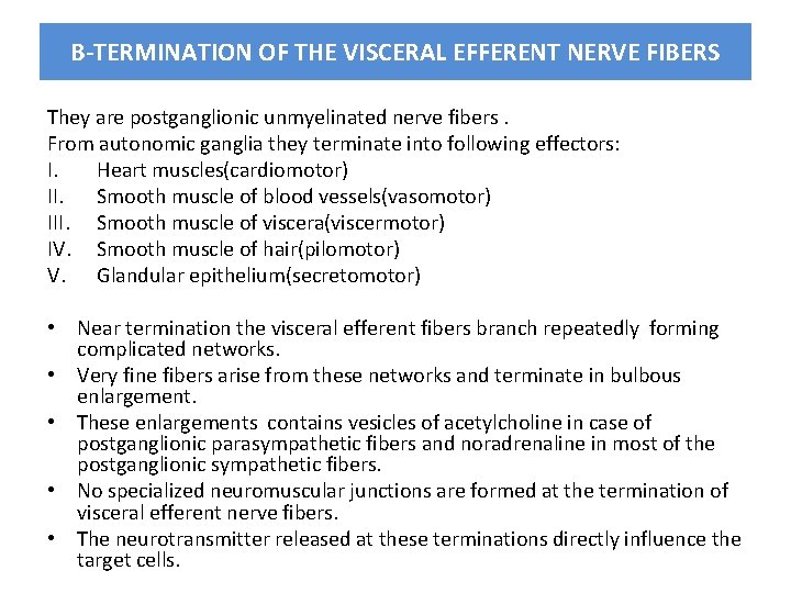 B-TERMINATION OF THE VISCERAL EFFERENT NERVE FIBERS They are postganglionic unmyelinated nerve fibers. From
