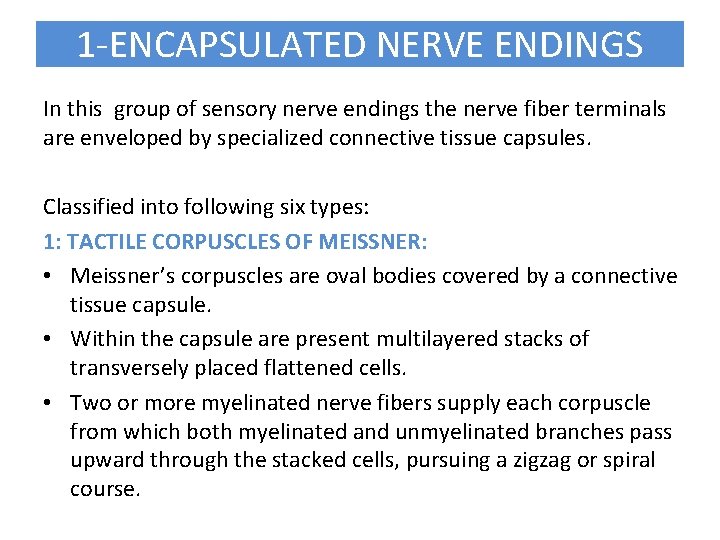 1 -ENCAPSULATED NERVE ENDINGS In this group of sensory nerve endings the nerve fiber