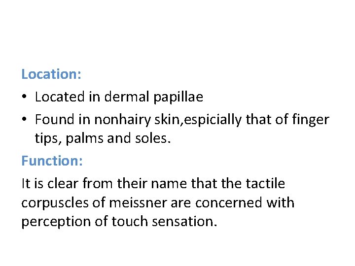 Location: • Located in dermal papillae • Found in nonhairy skin, espicially that of
