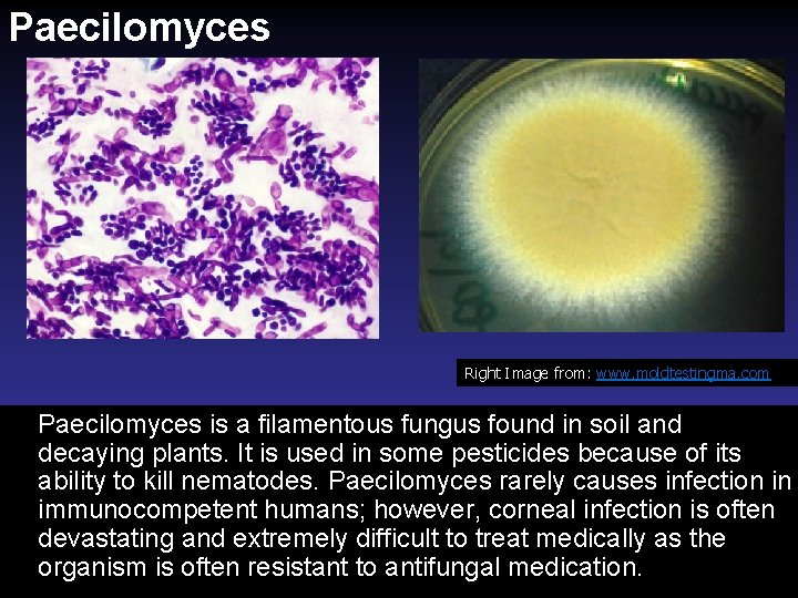Paecilomyces Right Image from: www. moldtestingma. com Paecilomyces is a filamentous fungus found in