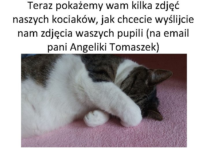 Teraz pokażemy wam kilka zdjęć naszych kociaków, jak chcecie wyślijcie nam zdjęcia waszych pupili