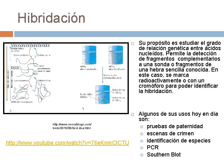 Hibridación http: //www. norcalblogs. com/ birds/2010/08/bird-dna. html http: //www. youtube. com/watch? v=76 e. Knm.