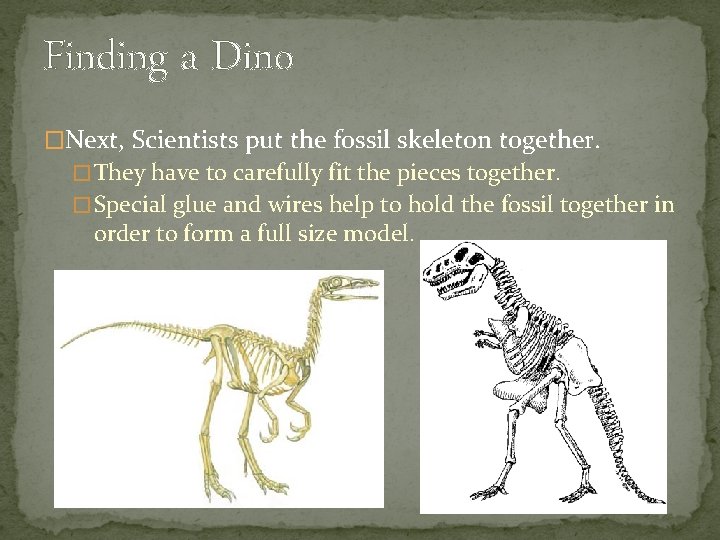 Finding a Dino �Next, Scientists put the fossil skeleton together. � They have to