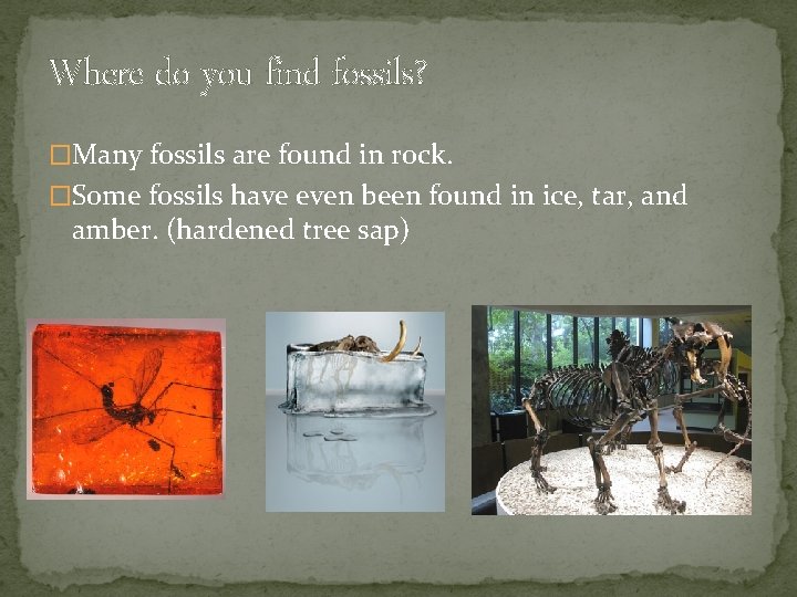 Where do you find fossils? �Many fossils are found in rock. �Some fossils have