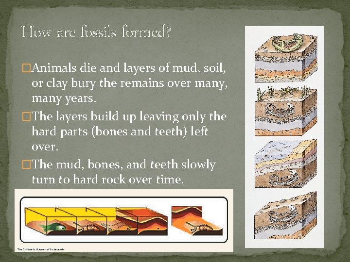 How are fossils formed? �Animals die and layers of mud, soil, or clay bury