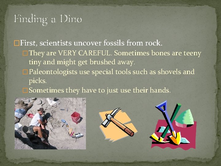 Finding a Dino �First, scientists uncover fossils from rock. � They are VERY CAREFUL.
