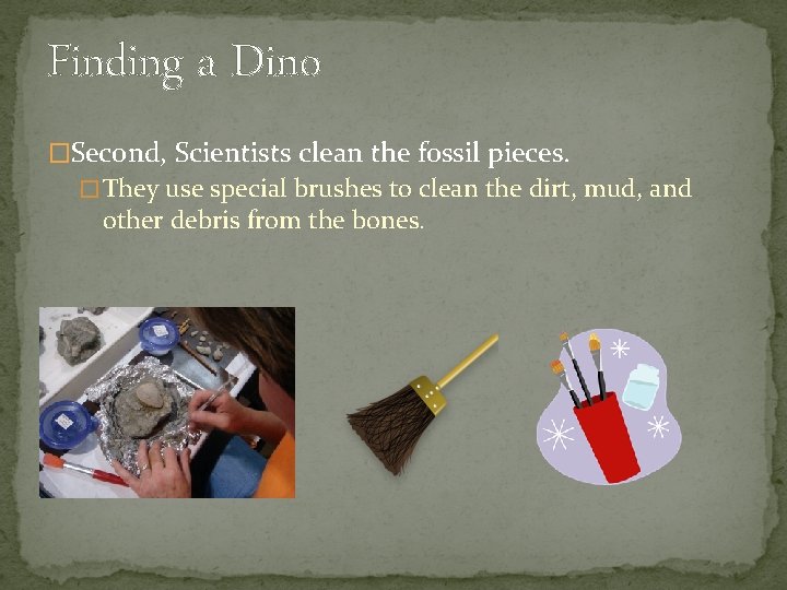 Finding a Dino �Second, Scientists clean the fossil pieces. � They use special brushes