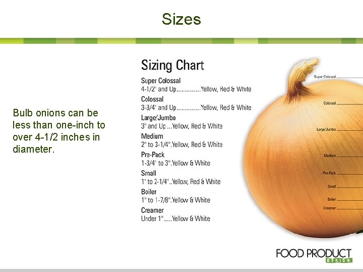 Sizes Bulb onions can be less than one-inch to over 4 -1/2 inches in