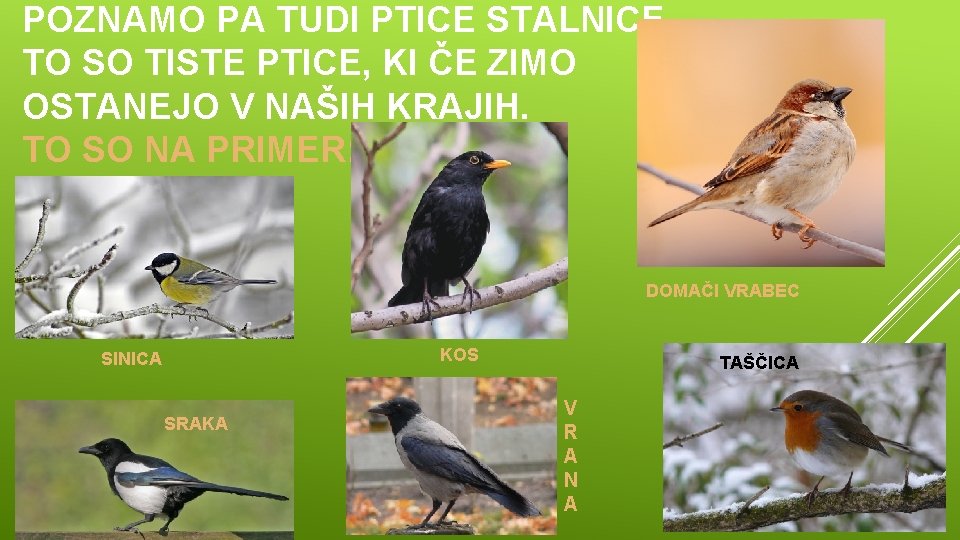 POZNAMO PA TUDI PTICE STALNICE. TO SO TISTE PTICE, KI ČE ZIMO OSTANEJO V