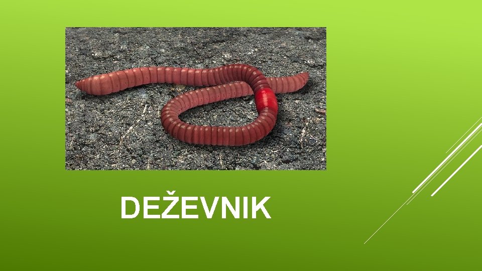 DEŽEVNIK 