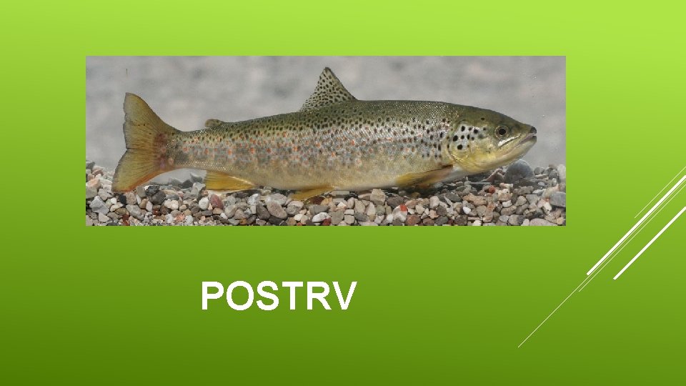 POSTRV 