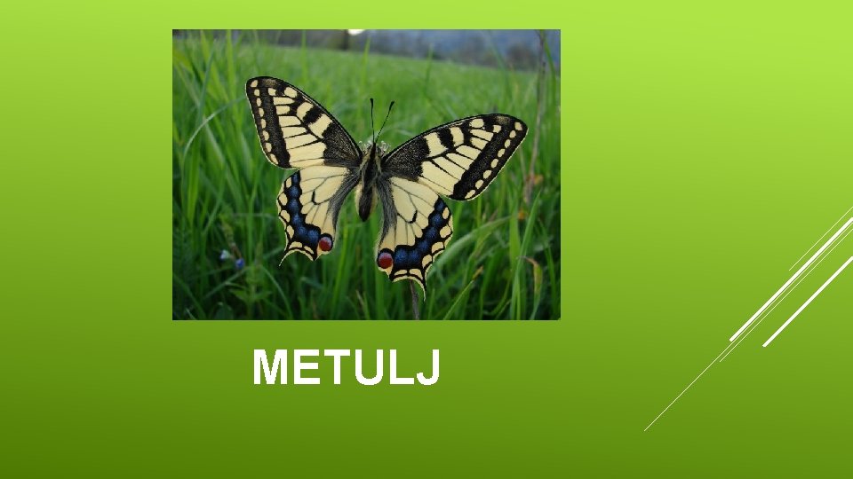 METULJ 