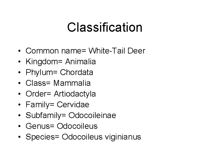 Classification • • • Common name= White-Tail Deer Kingdom= Animalia Phylum= Chordata Class= Mammalia