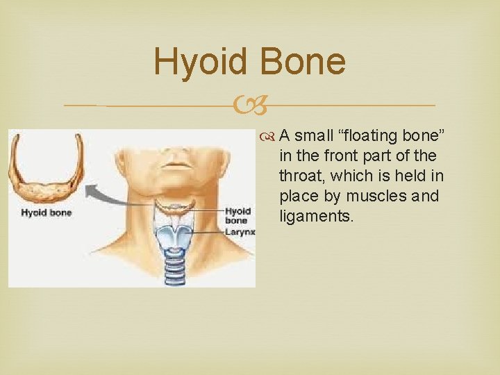 Hyoid Bone A small “floating bone” in the front part of the throat, which