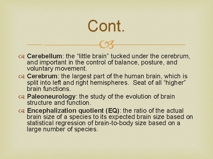 Cont. Cerebellum: the “little brain” tucked under the cerebrum, and important in the control