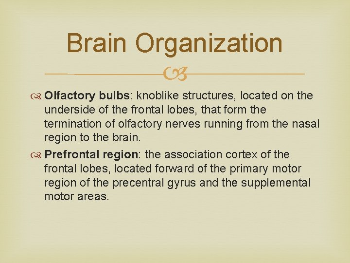 Brain Organization Olfactory bulbs: knoblike structures, located on the underside of the frontal lobes,