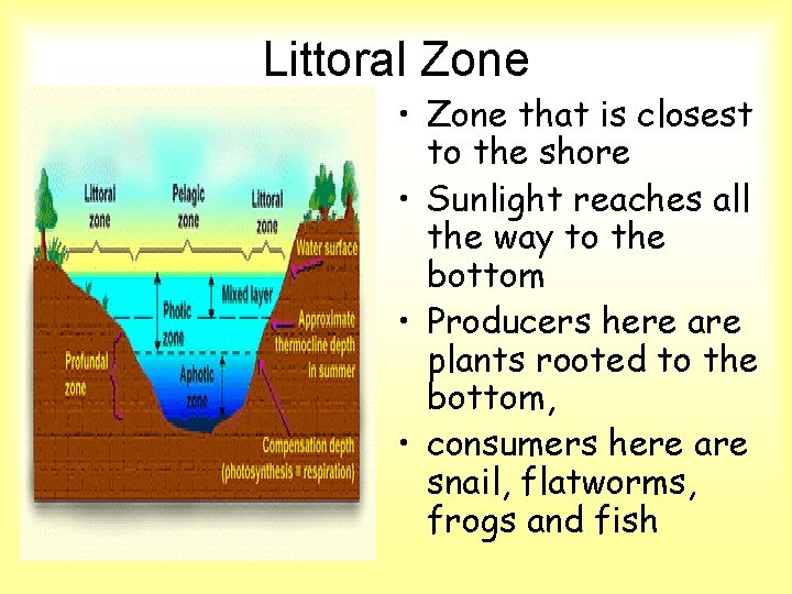 Littoral Zone • Zone that is closest to the shore • Sunlight reaches all