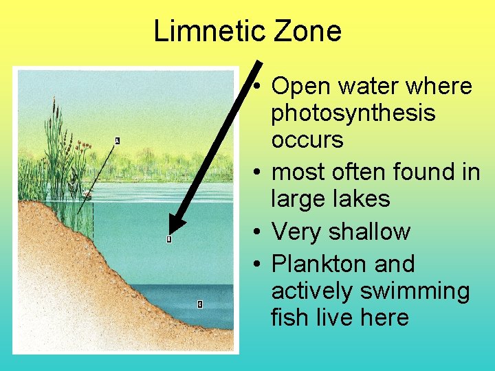 Limnetic Zone • Open water where photosynthesis occurs • most often found in large