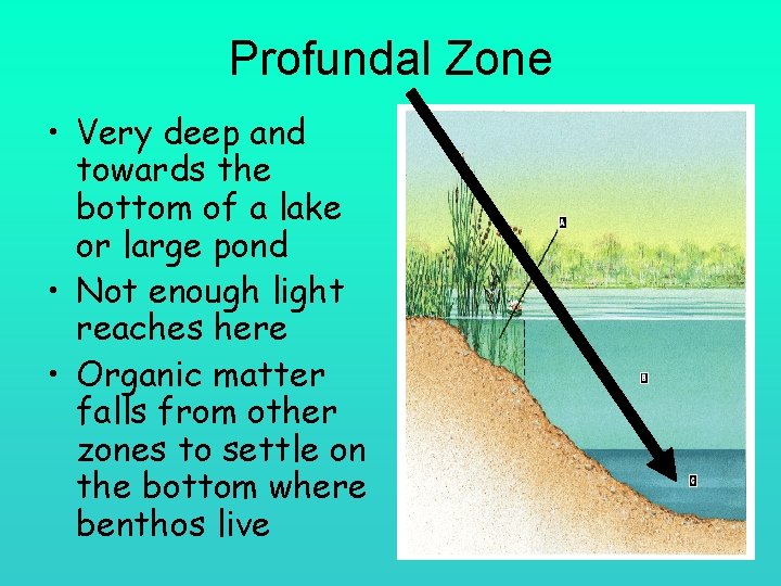 Profundal Zone • Very deep and towards the bottom of a lake or large