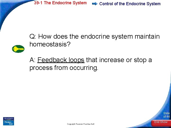 39 -1 The Endocrine System Control of the Endocrine System Q: How does the