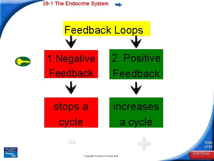 39 -1 The Endocrine System Feedback Loops 1. Negative Feedback 2. Positive Feedback stops